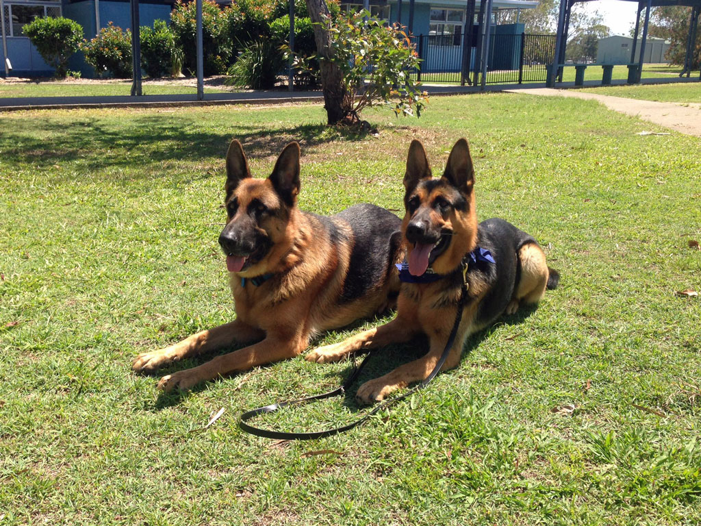 Dog Training Brisbane &amp; Sunshine Coast : The Canine Classroom