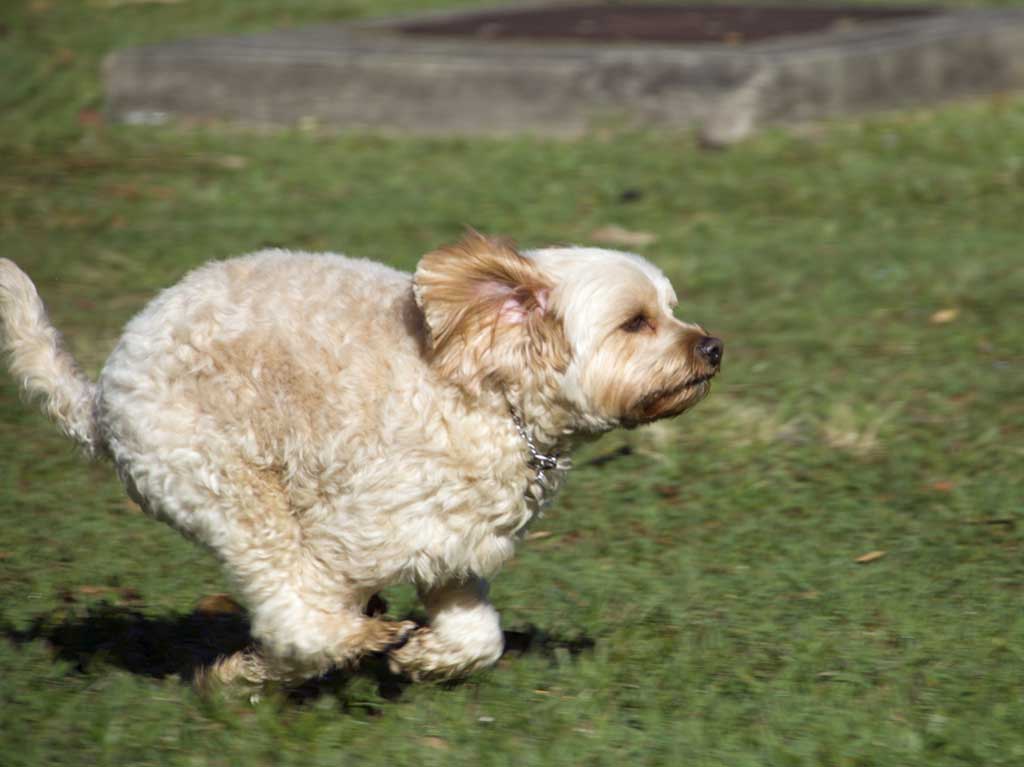 brisbane dog training north