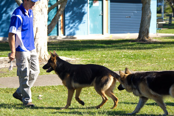 dog fun training