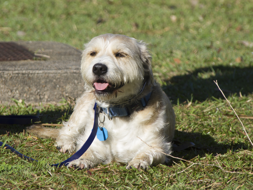 brisbane dog training north