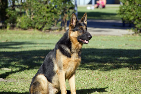 dog training images