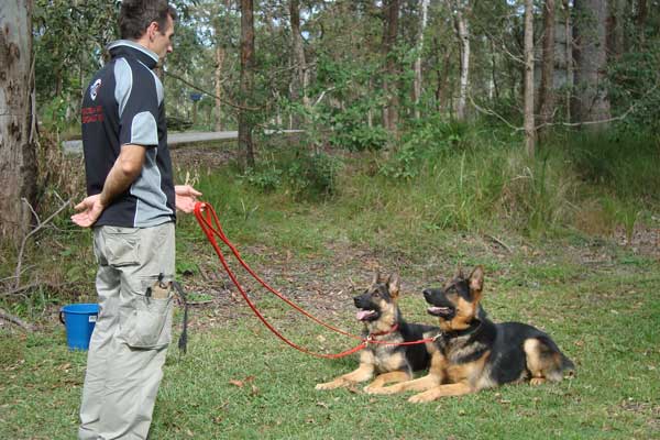 Dog Training Brisbane | The Canine Classroom